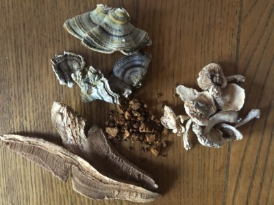 dried medicinal mushrooms