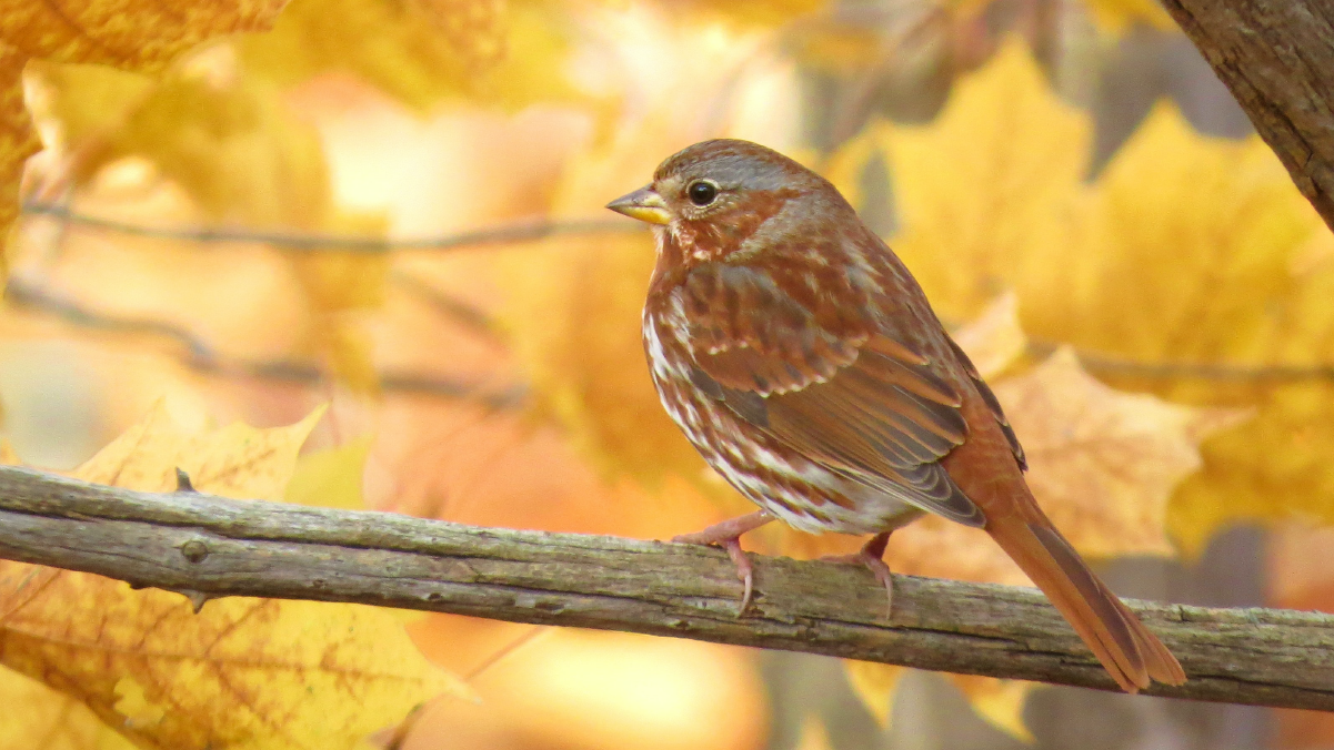 sparrow in the autumn