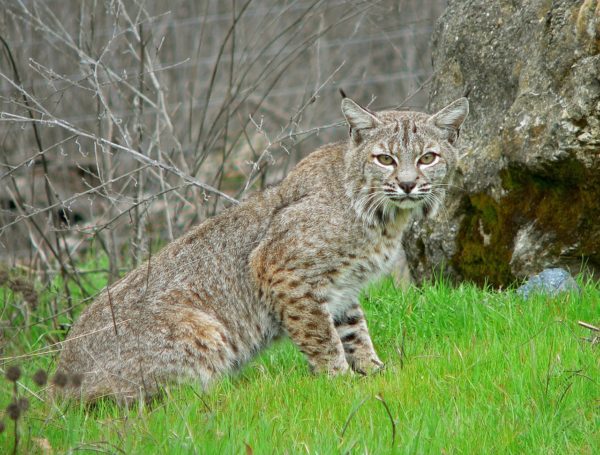 Bobcat Track and Sign » Wilderness Awareness School