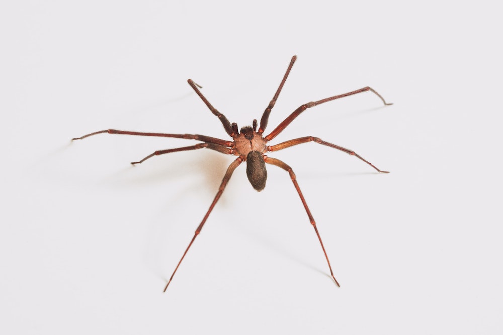 How to Identify Venomous (not Poisonous) Spiders » Wilderness Awareness  School