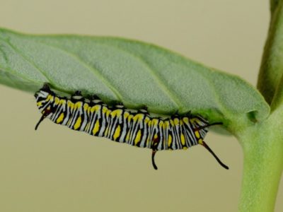 caterpillar on milkweed