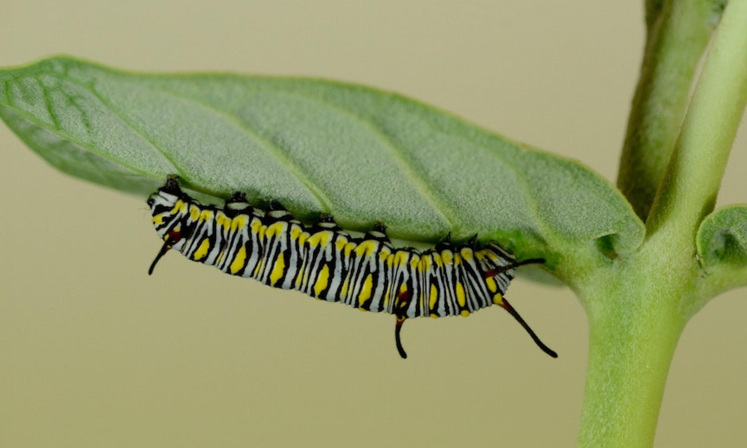 caterpillar on milkweed