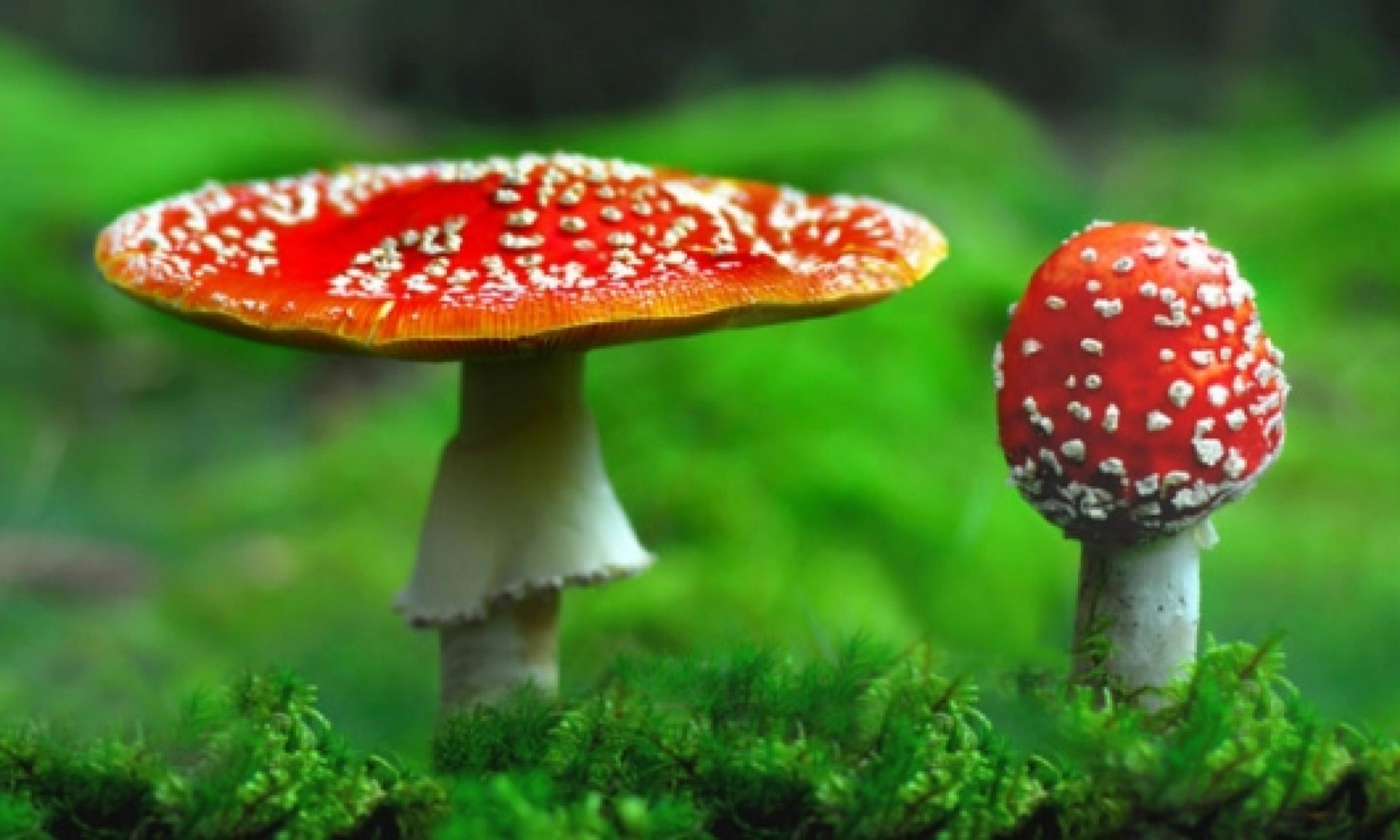 Mushrooms Playing Cards main image 0