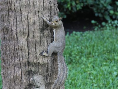 squirrel climbing tree