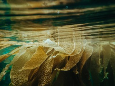 kelp in the sea