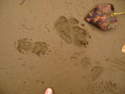 Coyote tracks in sand