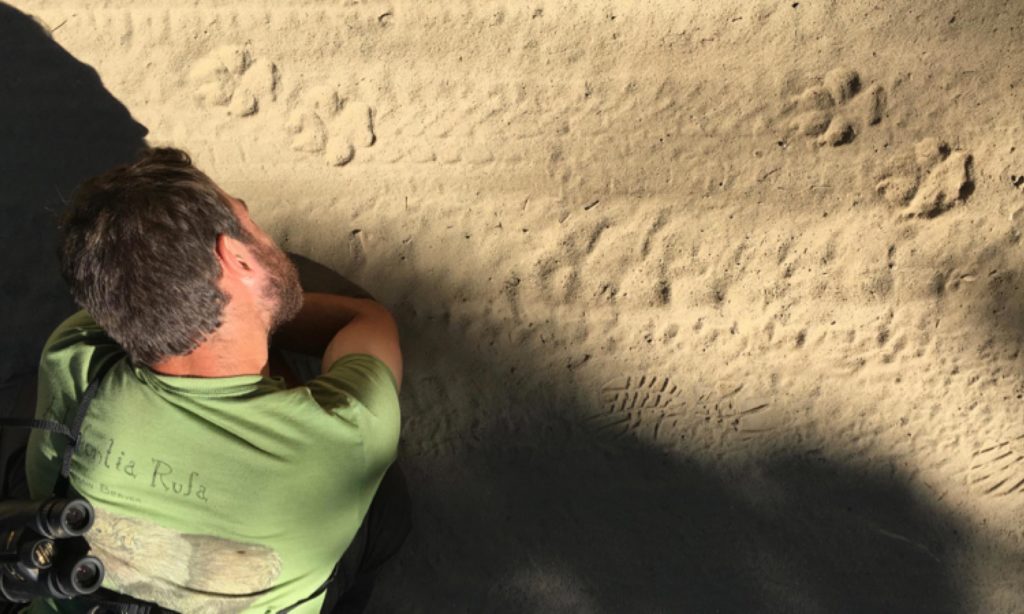Wolf Tracking Expedition » Wilderness Awareness School