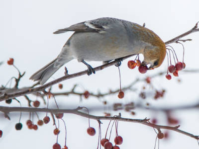 bird forages on winter berries
