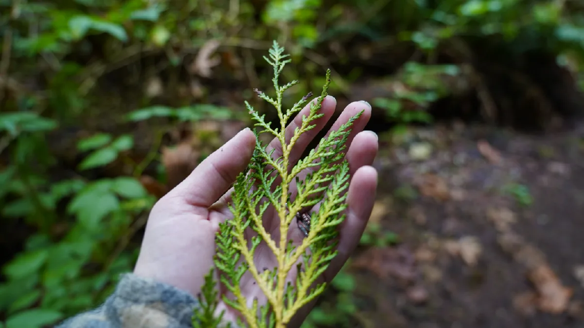 Open hand holding a sprig of western redcedar foliage above the forest floor