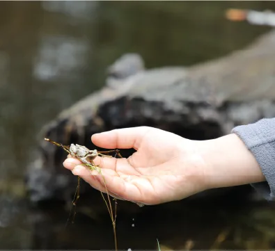 Hand reaching out over water holding a small natural object